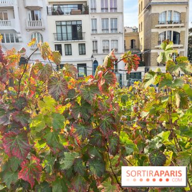 Vignes Montmartre