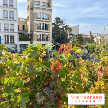Vignes Montmartre
