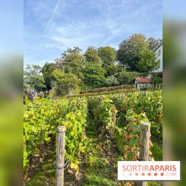 Vignes Montmartre