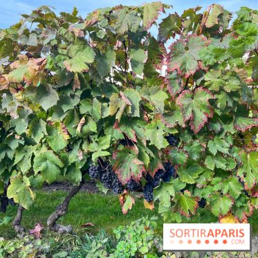 Vignes Montmartre - image00007