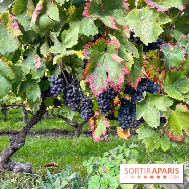 Vignes Montmartre - image00008