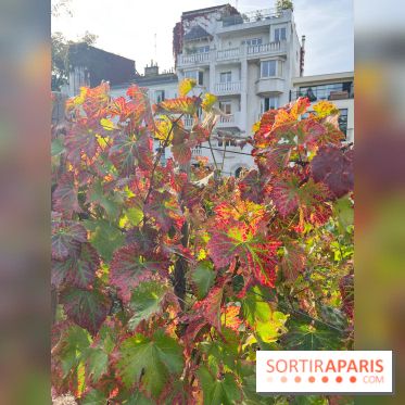 Vignes Montmartre - image00009