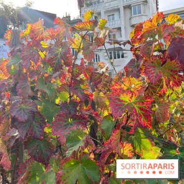 Vignes Montmartre