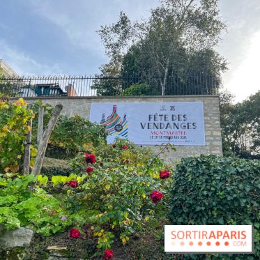 Fête Vendanges 2023 vignes