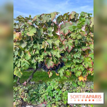 Vignes Montmartre