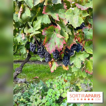 Vignes Montmartre