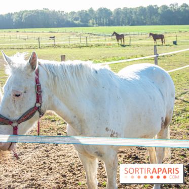 La Prairie The Oasis House chevaux