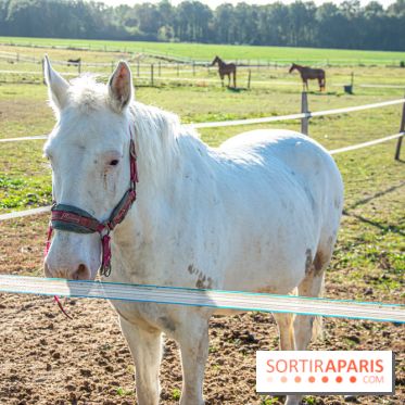 La Prairie The Oasis House chevaux