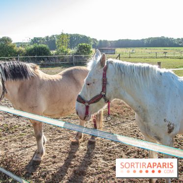 La Prairie The Oasis House chevaux