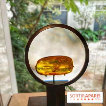 Trésors de la Mer Baltique - IMG 5838