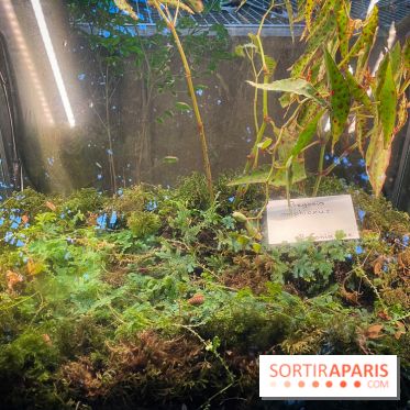 Automne Tropical 2023