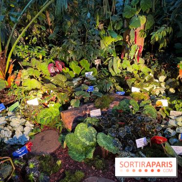 Automne Tropical 2023