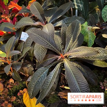 Automne Tropical 2023