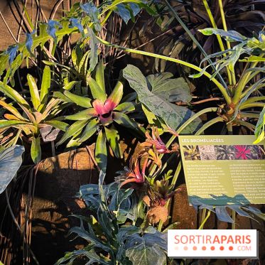 Automne Tropical 2023