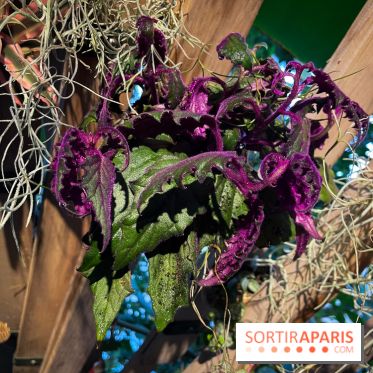 Automne Tropical 2023