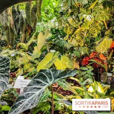 Automne Tropical 2023