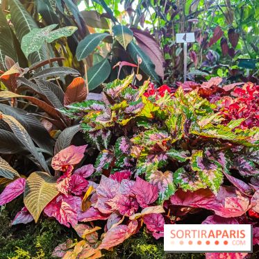 Automne Tropical 2023