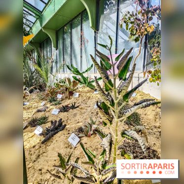 Automne Tropical 2023