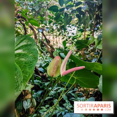 Automne Tropical 2023