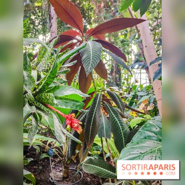 Automne Tropical 2023