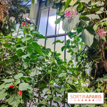 Automne Tropical 2023