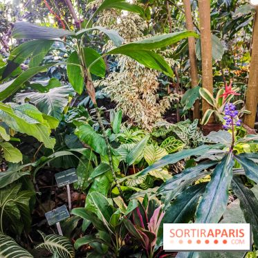 Automne Tropical 2023