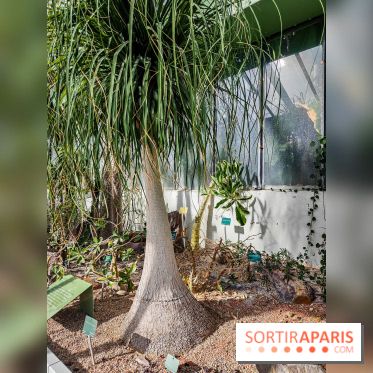 Automne Tropical 2023