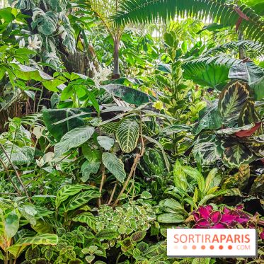 Automne Tropical 2023