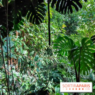 Automne Tropical 2023