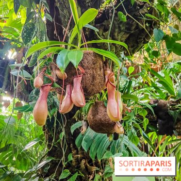 Automne Tropical 2023