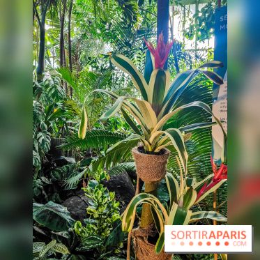 Automne Tropical 2023