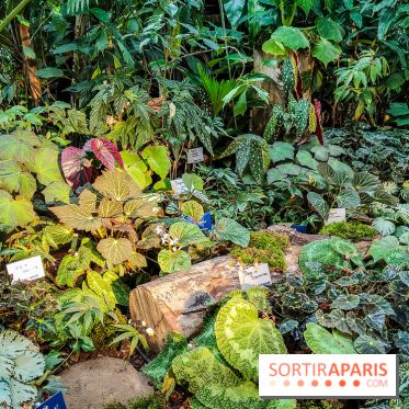 Automne Tropical 2023