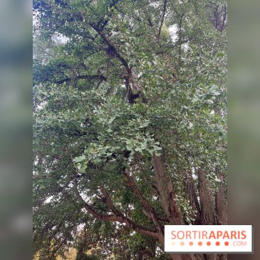 Le parc Montsouris - nos photos - image00037