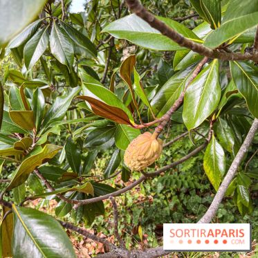 Le parc de l'Île Verte à Chatenay-Malabry - nos photos - image00558