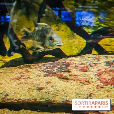 Enquête à Madagascar : nos photos de l'exposition immersive ultra ludique de l'Aquarium tropical