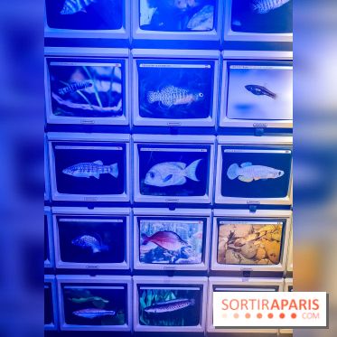 Enquête à Madagascar : nos photos de l'exposition immersive ultra ludique de l'Aquarium tropical - IMG20231113102359