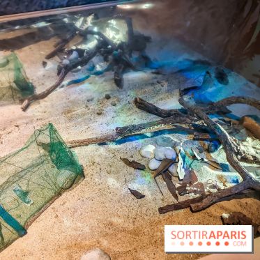 Enquête à Madagascar : nos photos de l'exposition immersive ultra ludique de l'Aquarium tropical - IMG20231113102953