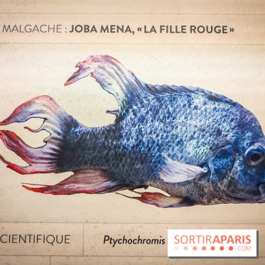 Enquête à Madagascar : nos photos de l'exposition immersive ultra ludique de l'Aquarium tropical - IMG20231113103834