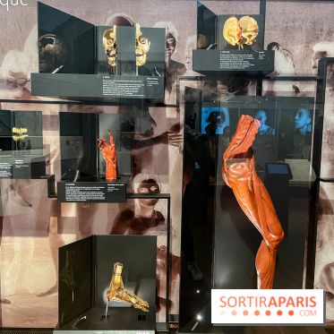 Le musée de l'Homme - collections permanentes