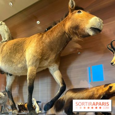 Le musée de l'Homme - collections permanentes - image00050