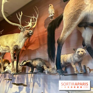 Le musée de l'Homme - collections permanentes - image00049