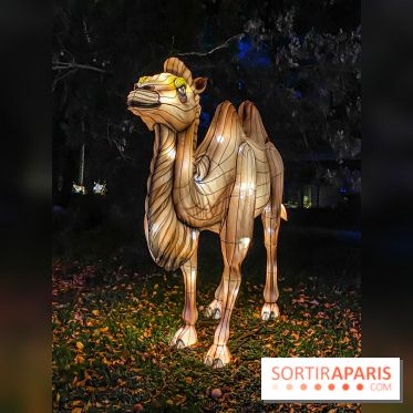Odyssée Lumineuse, le festival des lumières au Parc Floral - IMG 2421