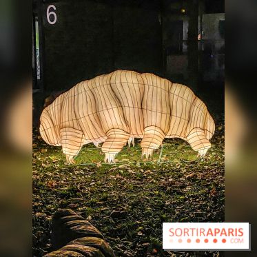 Odyssée Lumineuse, le festival des lumières au Parc Floral - IMG 2489