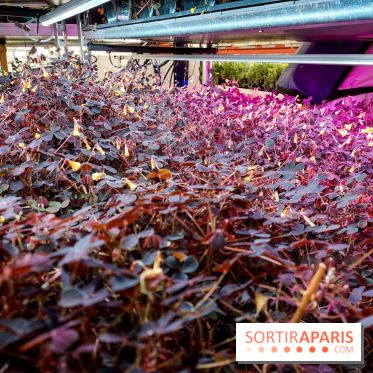 La Caverne, ferme urbaine bio à Paris, nos photos - 20240122 143900