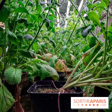 La Caverne, ferme urbaine bio à Paris, nos photos - 20240122 143913