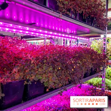 La Caverne, ferme urbaine bio à Paris, nos photos - 20240122 144115