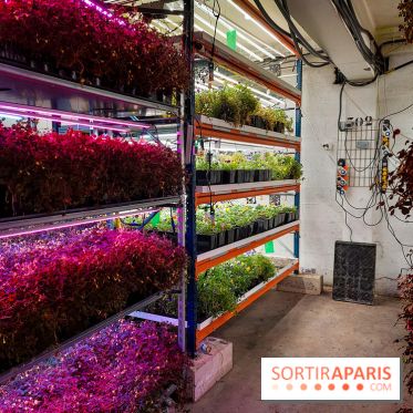 La Caverne, ferme urbaine bio à Paris, nos photos - 20240122 144136