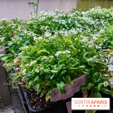 La Caverne, ferme urbaine bio à Paris, nos photos - 20240122 144904