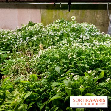 La Caverne, ferme urbaine bio à Paris, nos photos - 20240122 144909