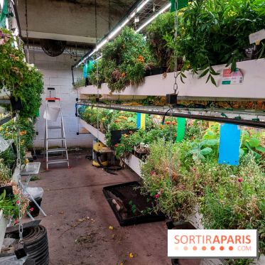 La Caverne, ferme urbaine bio à Paris, nos photos - 20240122 145108